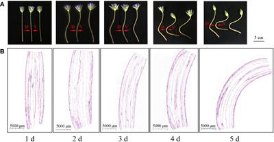 Transcriptome and hormone metabolome reveal the mechanism of stem bending in water lily (Nymphaea tetragona) cut-flowers